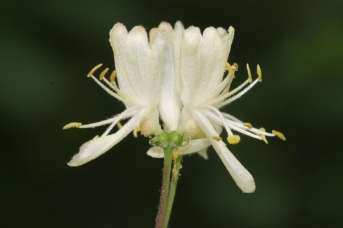 Paprastasis sausmedis nuotrauka