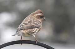 Purple Finch photo 3