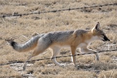 Vulpes velox