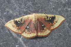 Cyclophora albiocellaria