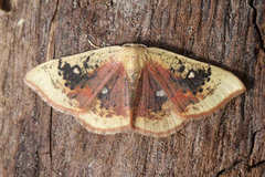 Cyclophora albiocellaria
