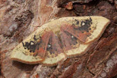 Cyclophora albiocellaria