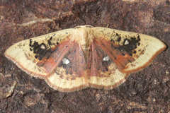 Cyclophora albiocellaria