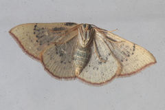 Cyclophora albiocellaria