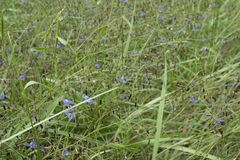 Dianella brevicaulis