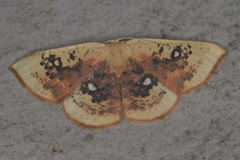 Cyclophora albiocellaria
