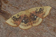 Cyclophora albiocellaria