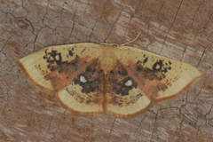 Cyclophora albiocellaria