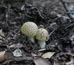 Amanita franchetii