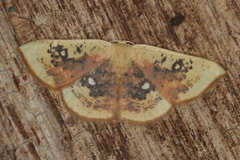 Cyclophora albiocellaria