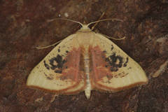 Cyclophora albiocellaria