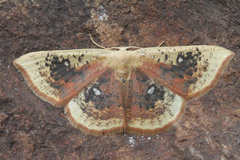 Cyclophora albiocellaria