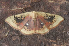 Cyclophora albiocellaria