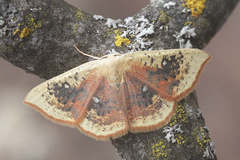 Cyclophora albiocellaria