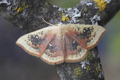 Cyclophora albiocellaria