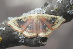 Cyclophora albiocellaria