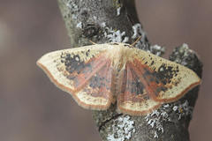 Cyclophora albiocellaria