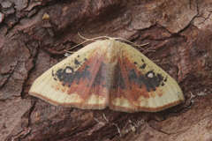 Cyclophora albiocellaria