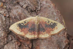Cyclophora albiocellaria