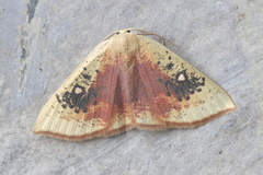 Cyclophora albiocellaria