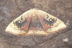 Cyclophora albiocellaria