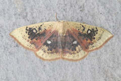 Cyclophora albiocellaria