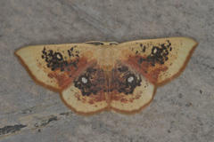 Cyclophora albiocellaria