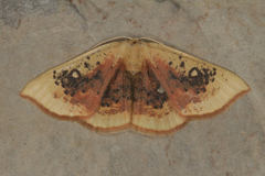 Cyclophora albiocellaria