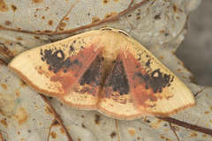 Cyclophora albiocellaria