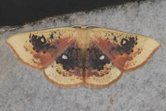 Cyclophora albiocellaria