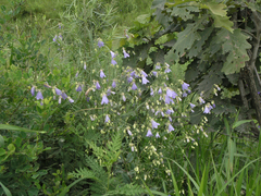 Adenophora divaricata