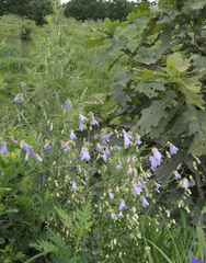 Adenophora divaricata