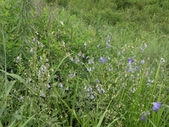 Adenophora divaricata