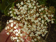 Viburnum japonicum