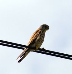 Falco tinnunculus