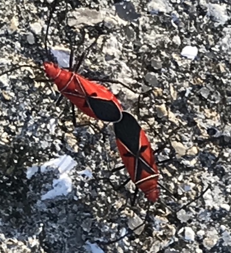 St. Andrew's Cotton Stainer photo 5