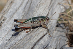 Cophopodisma pyrenaea