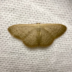 Idaea uniformis