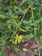 Senecio scandens