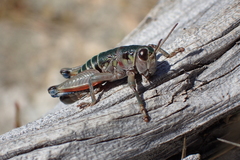 Cophopodisma pyrenaea