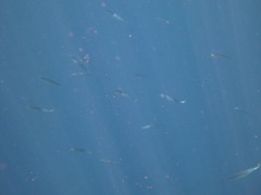 Decapterus macarellus