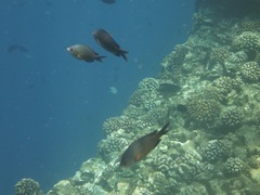 Chromis ovalis