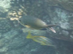 Chromis ovalis