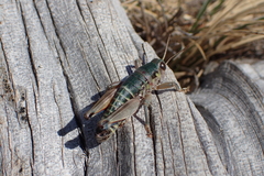 Cophopodisma pyrenaea