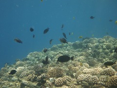 Chromis ovalis