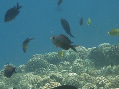 Chromis ovalis