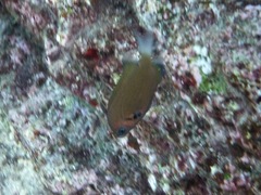 Pycnochromis pacifica