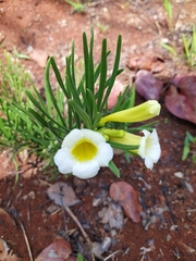 Anemopaegma arvense