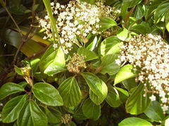 Viburnum japonicum