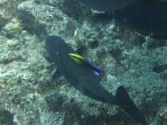 Labroides phthirophagus